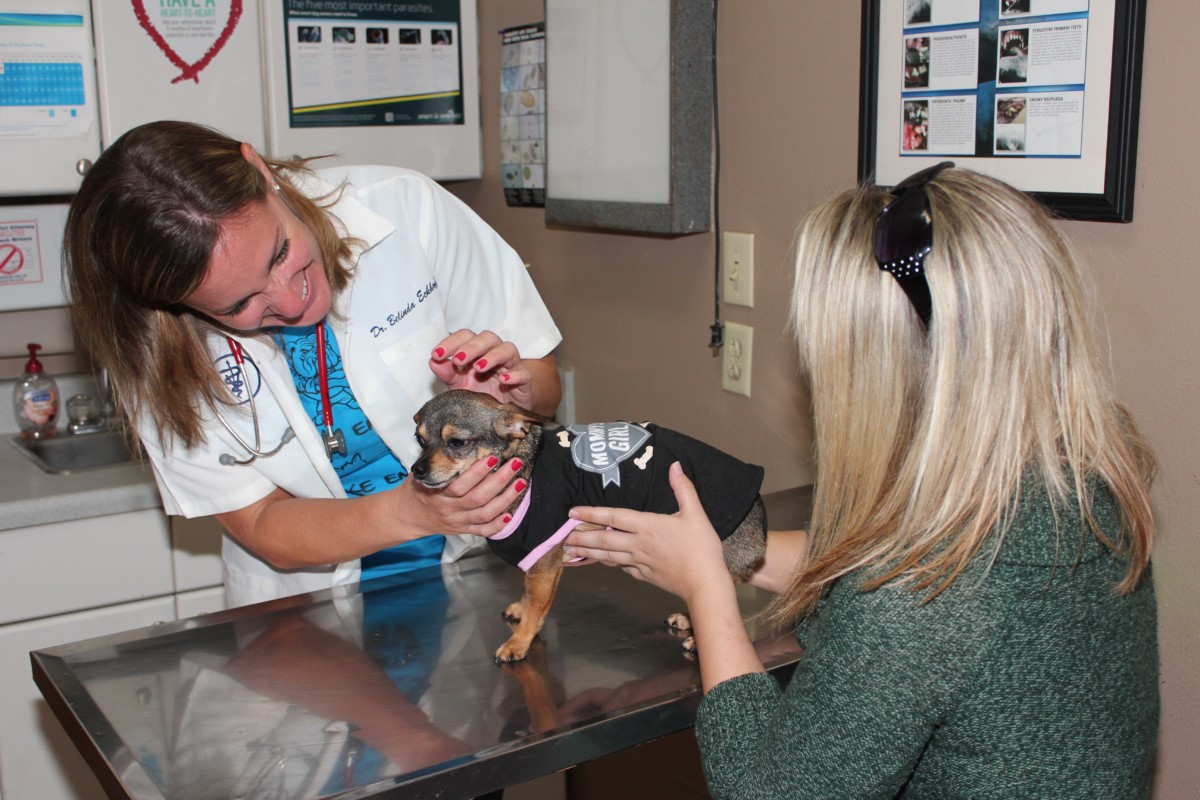 Emergency Animal Clinic - Veterinarian in Birmingham AL | Red Mountain  Animal Clinic